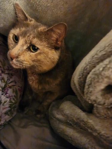 Lost Female Cat last seen Rainbow Lane and Justice Ridge Road, Candler, NC 28715