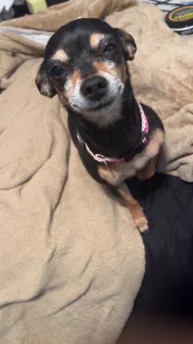 Lost Female Dog last seen 2nd st pl sw hickory nc , Hickory, NC 28602
