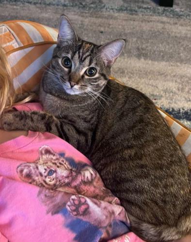 Lost Female Cat last seen Near Skyline Elementary, Tacoma, WA 98406