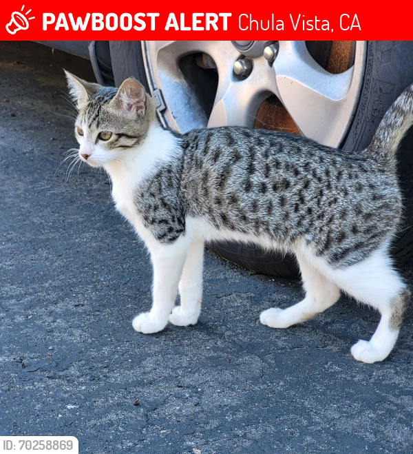Lost Female Cat last seen Main st & Melrose ave chula vista, California , Chula Vista, CA 91911