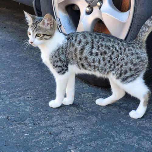 Lost Female Cat last seen Main st & Melrose ave chula vista, California , Chula Vista, CA 91911