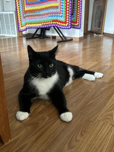 Lost Male Cat last seen By the marathon gas station on jackson and mckinley , Muncie, IN 47303