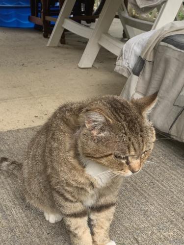 Lost Male Cat last seen Cindy Hollow, Estill Springs, TN 37330