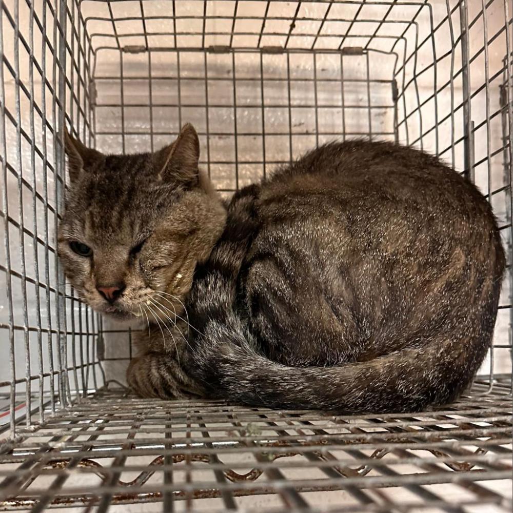 Shelter Stray Male Cat last seen , Edinburg, TX 78539