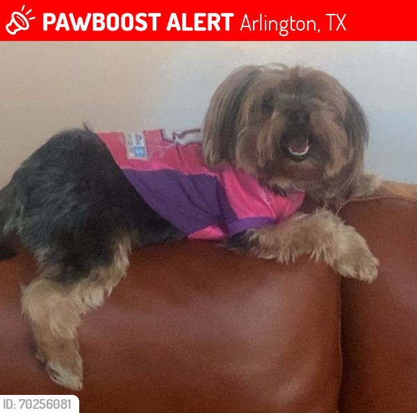 Lost Female Dog last seen Robin Lane, Center Street, West Park Row Drive, Arlington, TX 76010