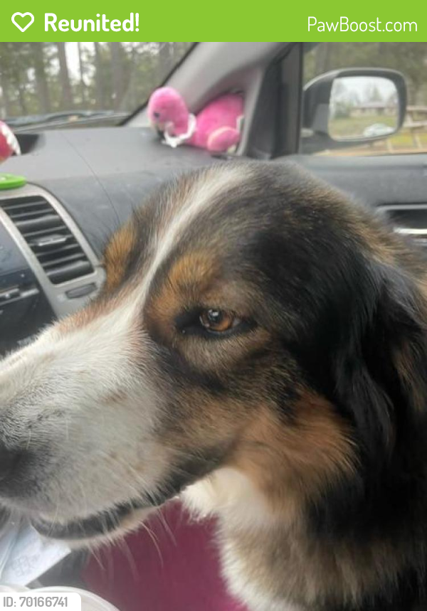 Reunited Female Dog last seen Hwy 62 at Candlewood Rd Viola AR, Fulton County, AR 72583
