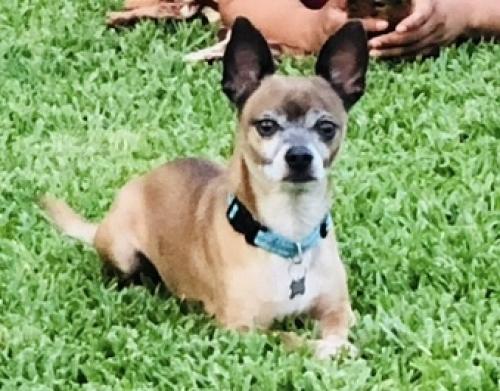 Lost Male Dog last seen Yale Dr. and Clemson Dr., Garland, TX 75042