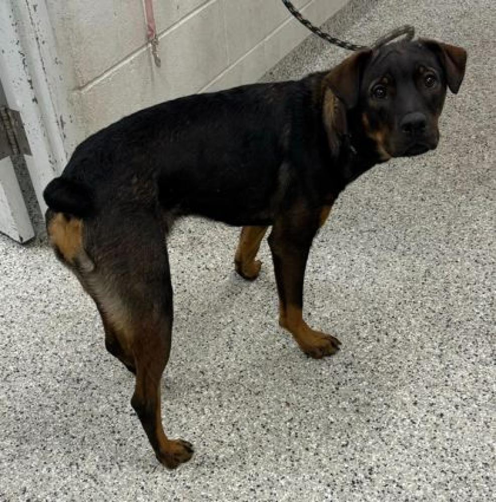 Shelter Stray Female Dog last seen Near Spruce Ave, 64128, MO, Kansas City, MO 64132