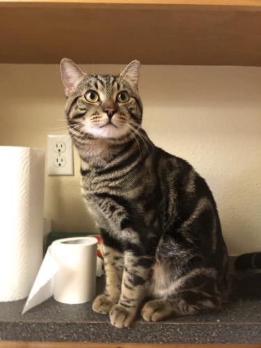 Lost Male Cat last seen bakers ferry rd and harding road, Oregon City, OR 97045