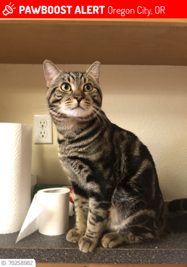 Lost Male Cat last seen bakers ferry rd and harding road, Oregon City, OR 97045