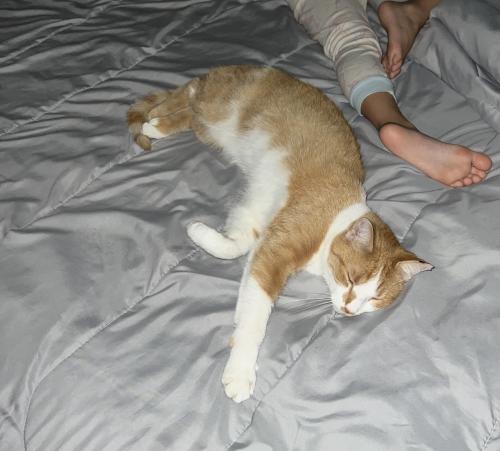 Lost Male Cat last seen Donner and 23 mile, Chesterfield, MI 48051