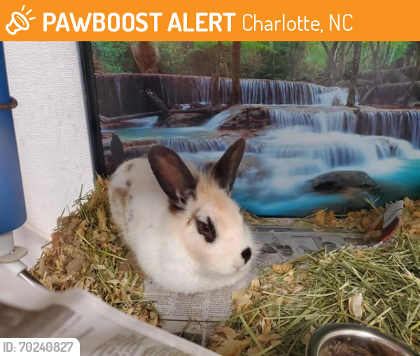 Shelter Stray Male Other last seen CHARLOTTE, Charlotte, NC 28217