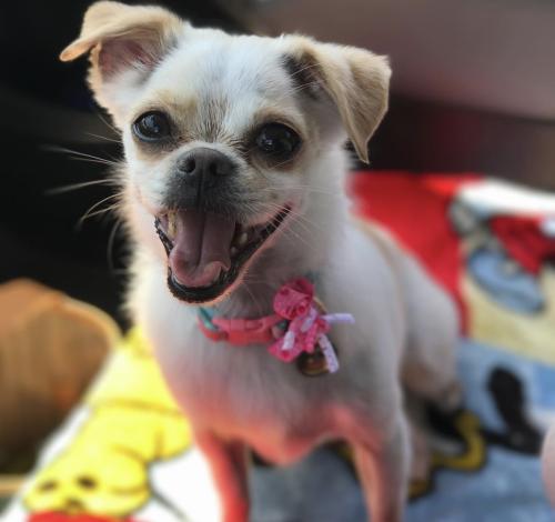 Lost Female Dog last seen Saticoy and Vineland , Los Angeles, CA 91352
