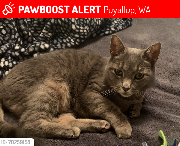 Lost Female Cat last seen 125th st e and 108th Ave ct e puyallup wa, Puyallup, WA 98374