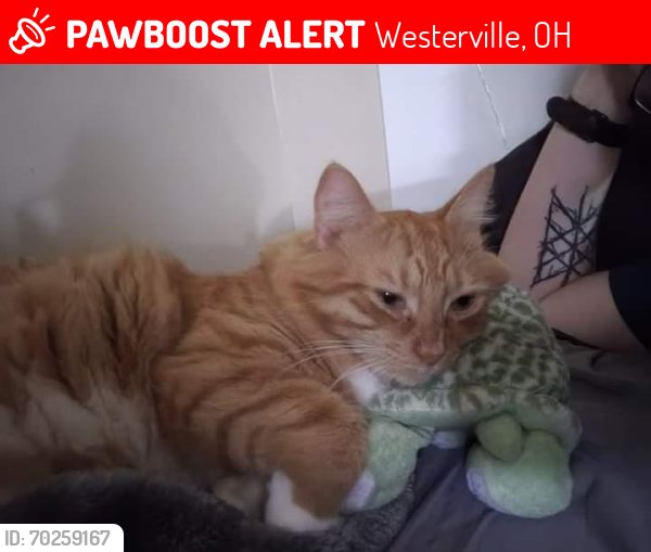Lost Male Cat last seen Near wedgewood terrace , Westerville, OH 43082