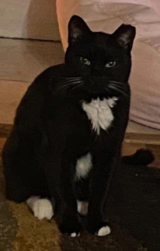 Lost Male Cat last seen Redhaven place Indian Springs.  , The Woodlands, TX 77381
