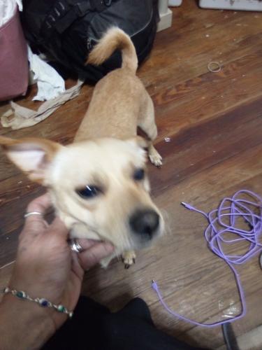 Lost Male Dog last seen Vance jackson, San Antonio, TX 78213