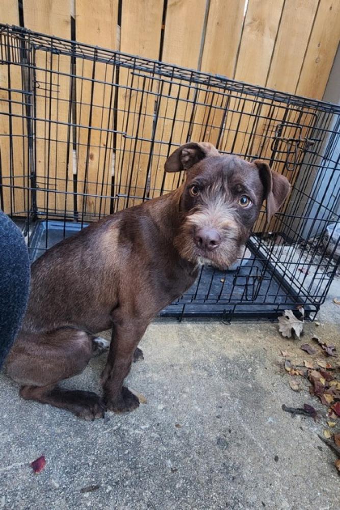 Shelter Stray Female Dog last seen San Antonio, TX 78217, San Antonio, TX 78229