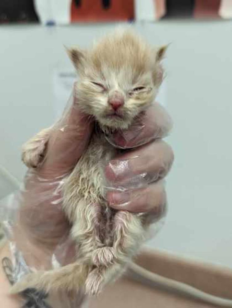 Shelter Stray Male Cat last seen Owyhee County, ID 83639, Caldwell, ID 83605