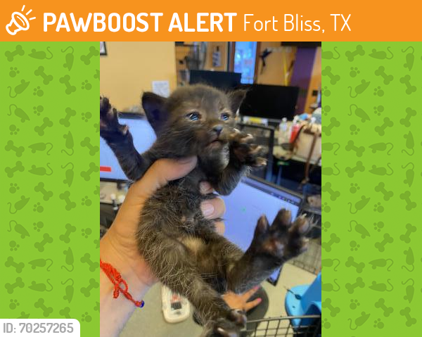 Shelter Stray Male Cat last seen Near Pellicano, CITY of El Paso, TX, Fort Bliss, TX 79906