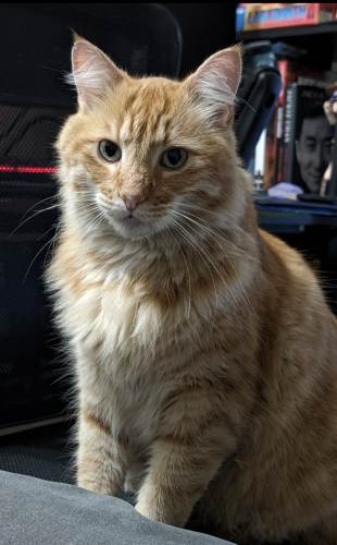 Lost Male Cat last seen Katella and 9th across the street from Stoddard Park and Stoddard Elementary School, Anaheim, CA 92802