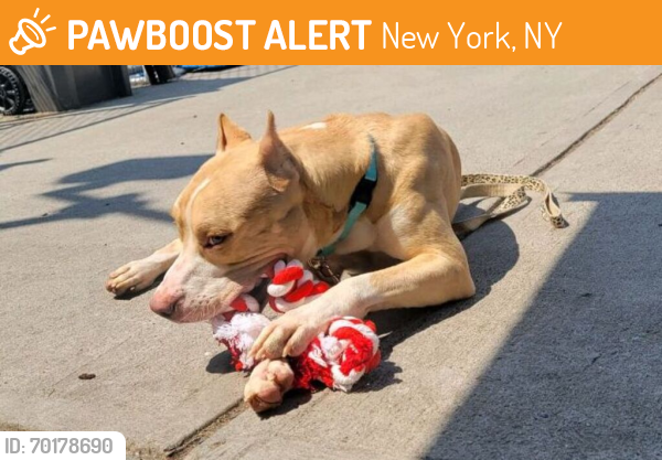 Shelter Stray Male Dog last seen Near Park Place, BROOKLYN, NY, 11233, New York, NY 11208