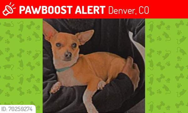Lost Male Dog last seen Andrews  and Chambers, Denver, CO 80239