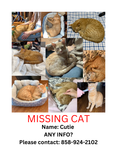 Lost Male Cat last seen Cox & Roxbury , Springfield, MO 65807