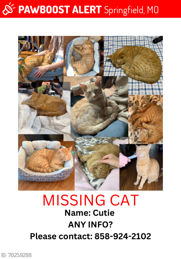 Lost Male Cat last seen Cox & Roxbury , Springfield, MO 65807