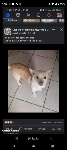 Lost Male Dog last seen Cook rd y beller, Houston, TX 77072
