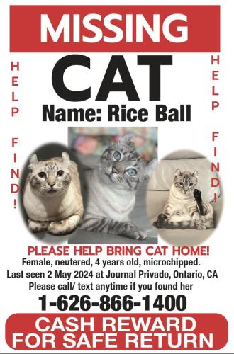 Lost Female Cat last seen journal privado Ontario, CA, Ontario, CA 91764