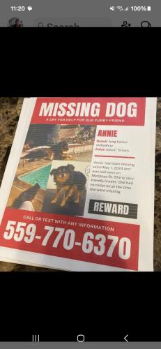 Lost Female Dog last seen Sheilds and fresno st., Fresno, CA 93726