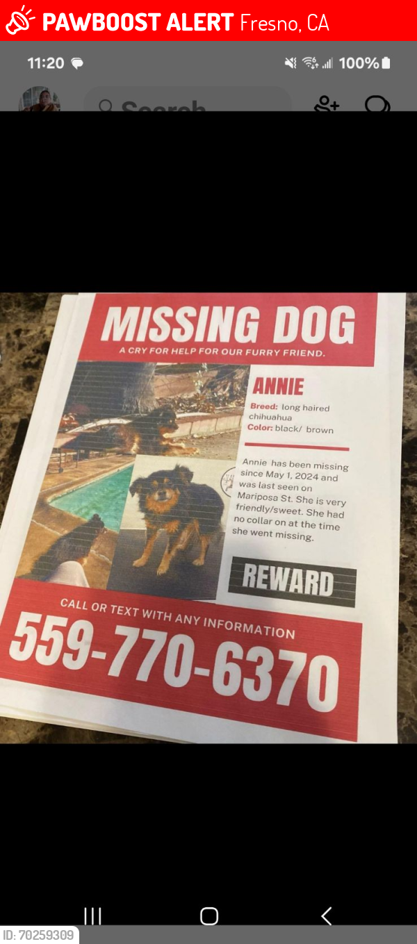 Lost Female Dog last seen Sheilds and fresno st., Fresno, CA 93726
