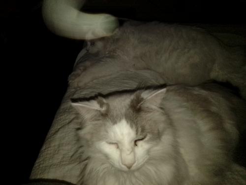 Lost Male Cat last seen Laurel and Saltsburg , Indiana, PA 15701
