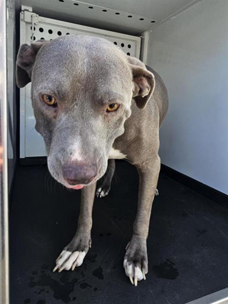 Shelter Stray Male Dog last seen Near BLK OAK ST,BAKERSFIELD,CA, Bakersfield, CA 93307
