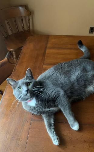 Lost Female Cat last seen Edwill Ave, Analee Ave, Rosedale, MD 21237
