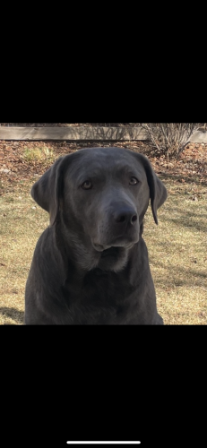 Lost Female Dog last seen Cosmos Ln,, Observatory Village, Fort Collins, CO 80528