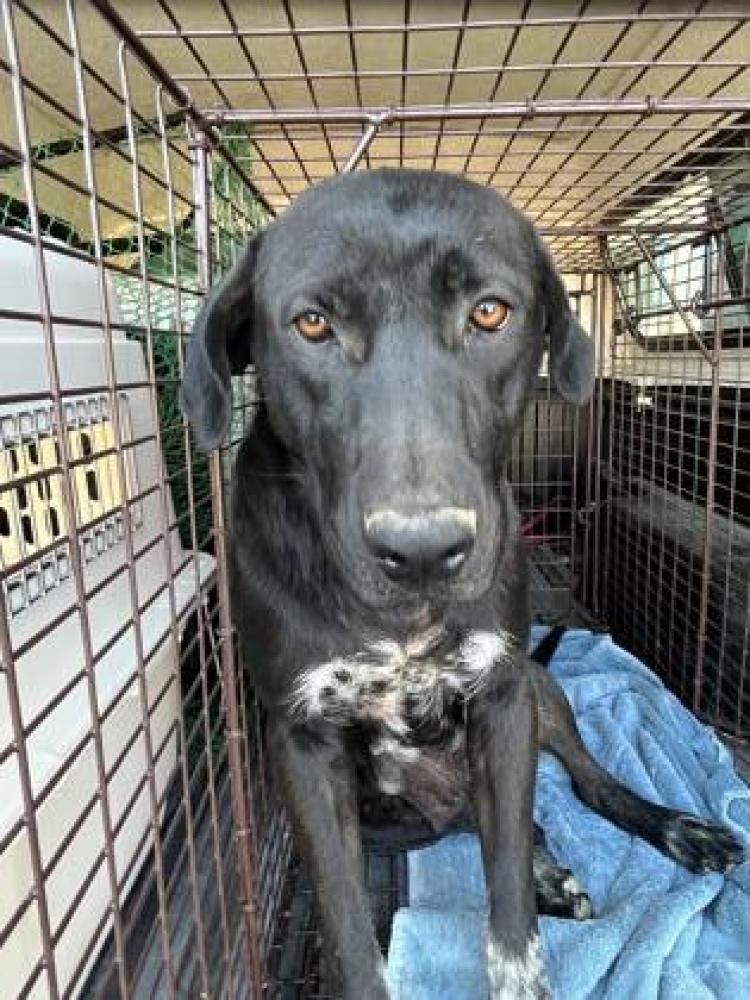 Shelter Stray Female Dog last seen W Manning Ave & S Bishop Ave, Fresno Zone Fresno CO 1A 93706, , Fresno, CA 93706