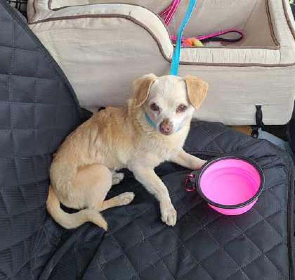 Shelter Stray Male Dog last seen Howard Avenue & Fedora Avenue, Fresno Zone Fresno City B 93726, CA, Fresno, CA 93706