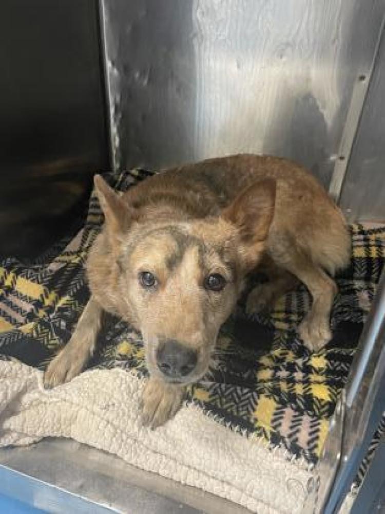 Shelter Stray Male Dog last seen Near Jim Thorpe, CITY of El Paso, , Fort Bliss, TX 79906