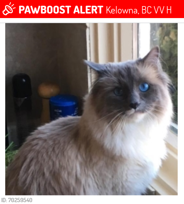Lost Male Cat last seen Near Mail Road Kelowna , Kelowna, BC V1V 2H2