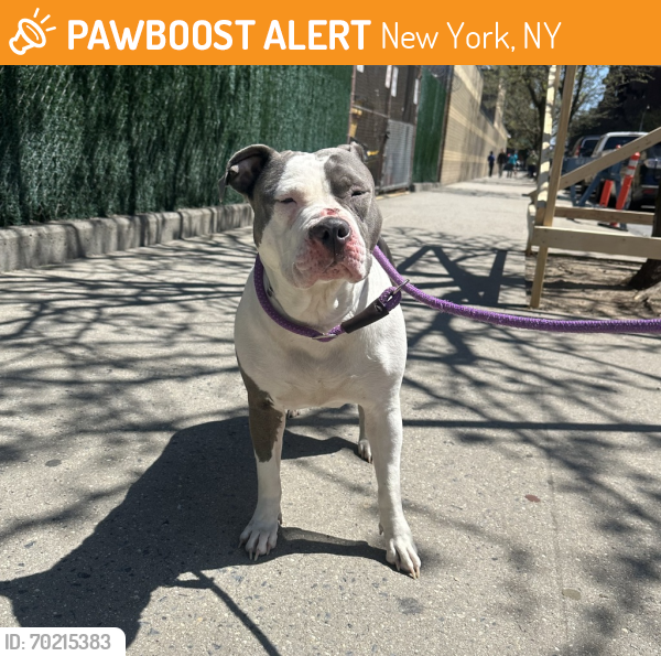 Shelter Stray Female Dog last seen E 148th Street, BRONX, NY, 10455, New York, NY 10029