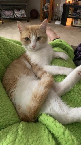 Lost Female Cat last seen Stop 18 and US 31, Greenwood, IN 46143