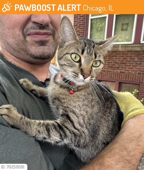 Chicago, IL Stray Female Cat Found Near Paulina and Summerdale | PawBoost