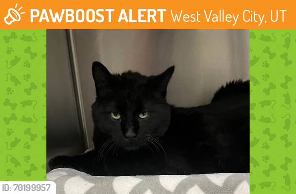Shelter Stray Male Cat last seen Near BLOCK S 2520, West Valley City, UT 84120