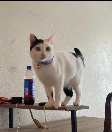 Lost Female Cat last seen Vernice Dr and Lindsey Dr,( hse Creek Subdivision), Copperas Cove, TX 76522