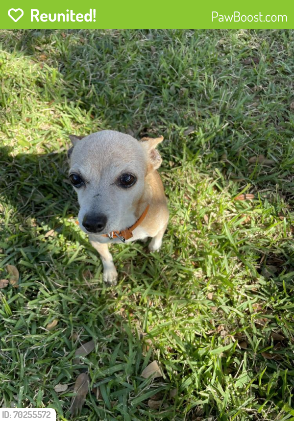 Reunited Female Dog last seen Overton Park, Fort Worth, TX 76109