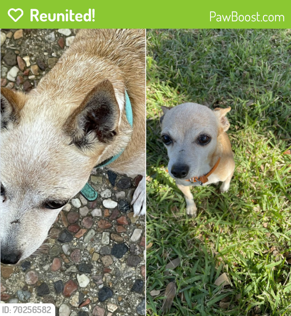 Reunited Female Dog last seen Near Hildring Dr W, Fort Worth, TX 76109