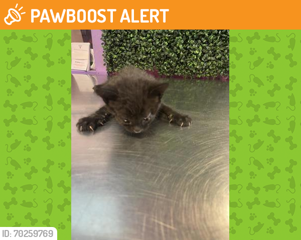 Shelter Stray Unknown Cat last seen Near LUIS ROBLES, CITY of El Paso, TX, Fort Bliss, TX 79906