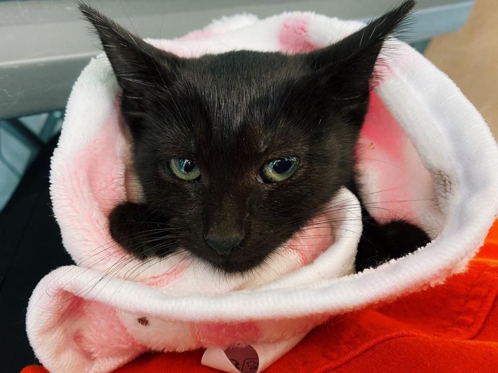 Shelter Stray Female Cat last seen Drumgoole Road W, STATEN ISLAND, NY, 10312, Staten Island, NY 10309